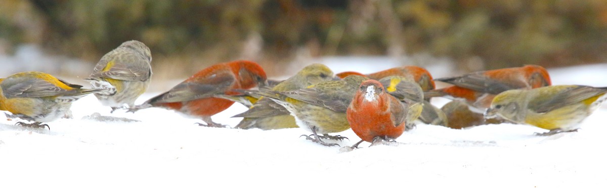 Red Crossbill (Ponderosa Pine or type 2) - ML618057982