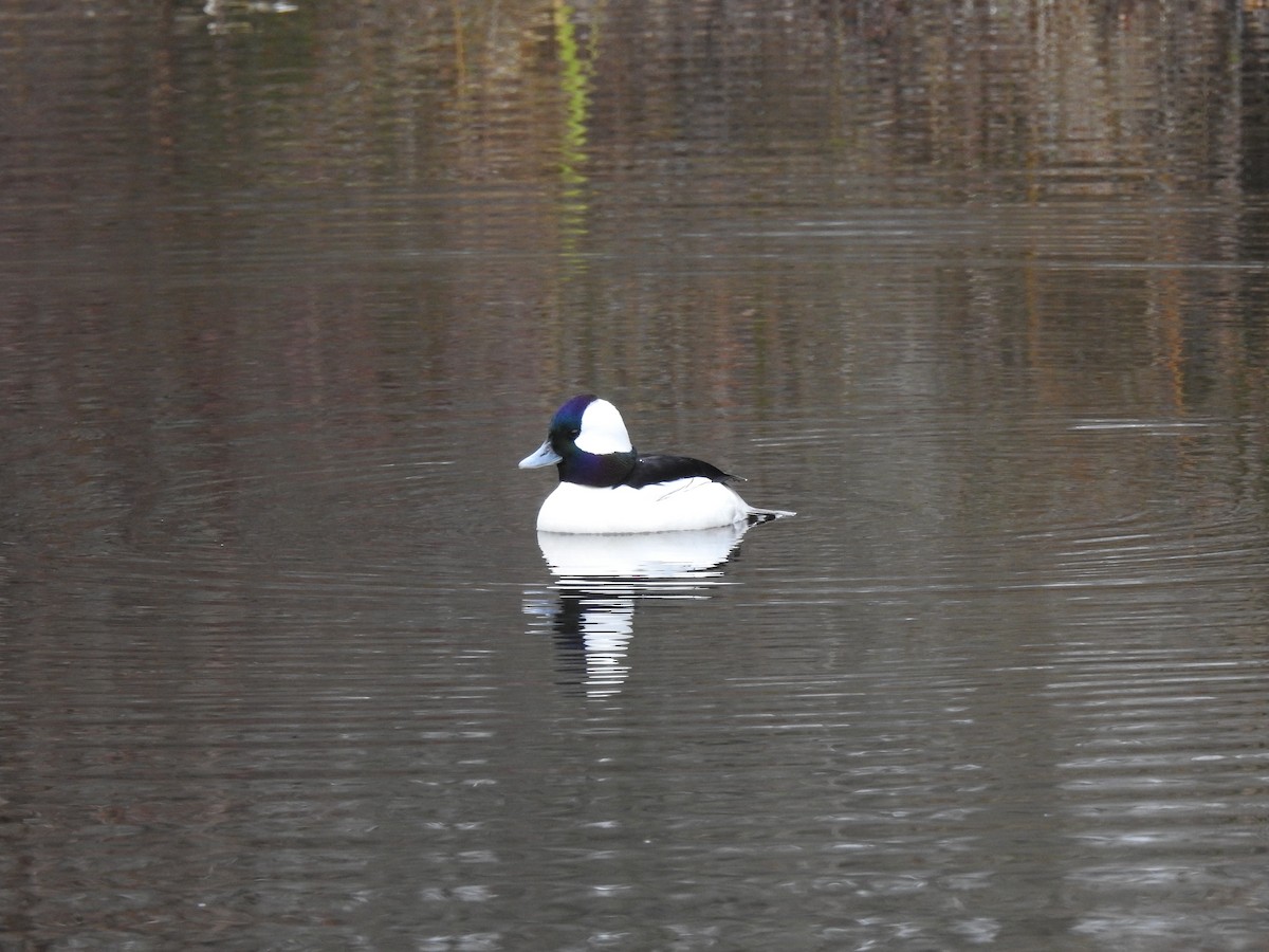 Bufflehead - Rebecca Carroll