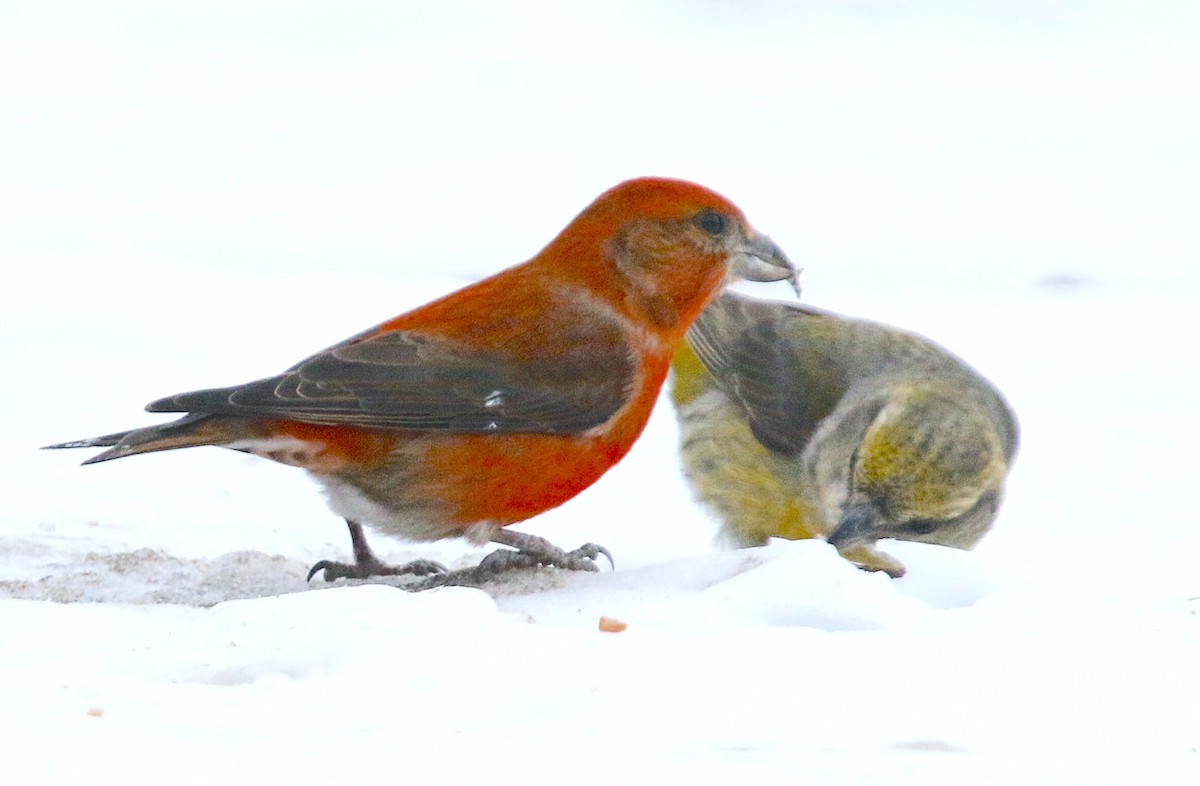 Red Crossbill (Ponderosa Pine or type 2) - ML618057997