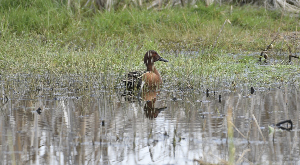 Cinnamon Teal - Daniel King