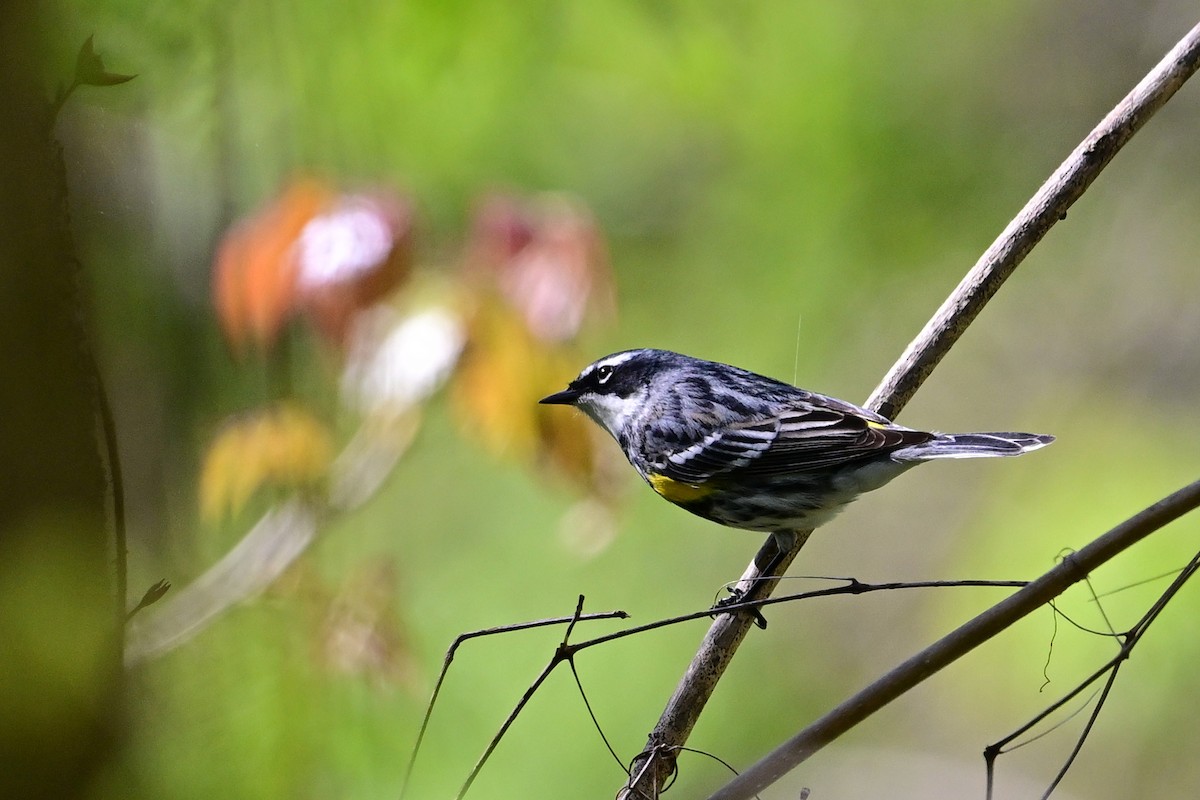 Yellow-rumped Warbler - ML618058029