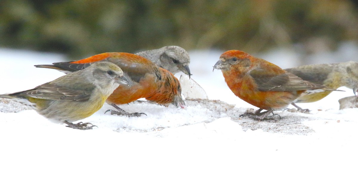 Red Crossbill (Ponderosa Pine or type 2) - ML618058035