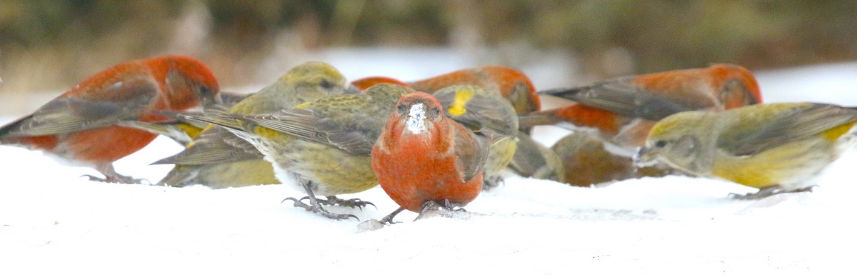 Red Crossbill (Ponderosa Pine or type 2) - ML618058036