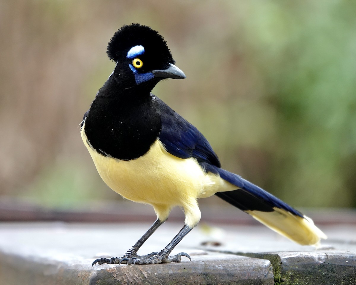 Plush-crested Jay - ML618058038