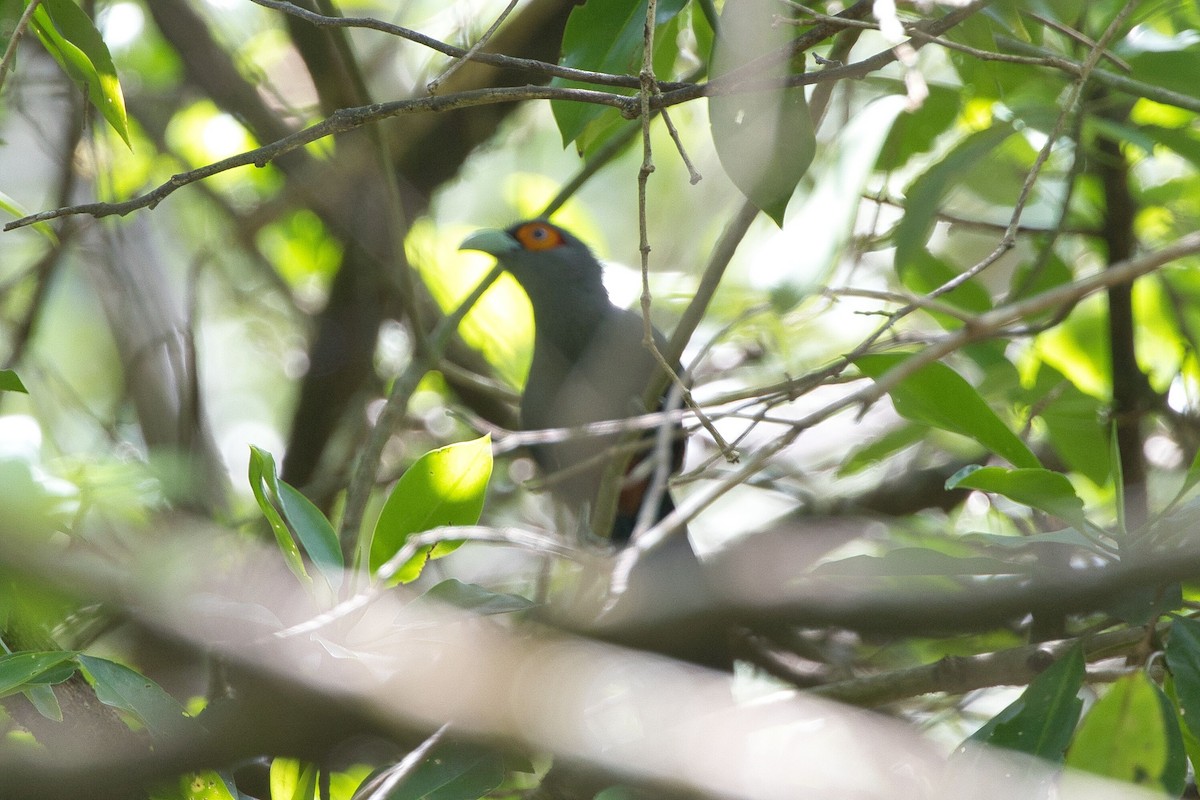 Chestnut-bellied Malkoha - Kevin Thomas