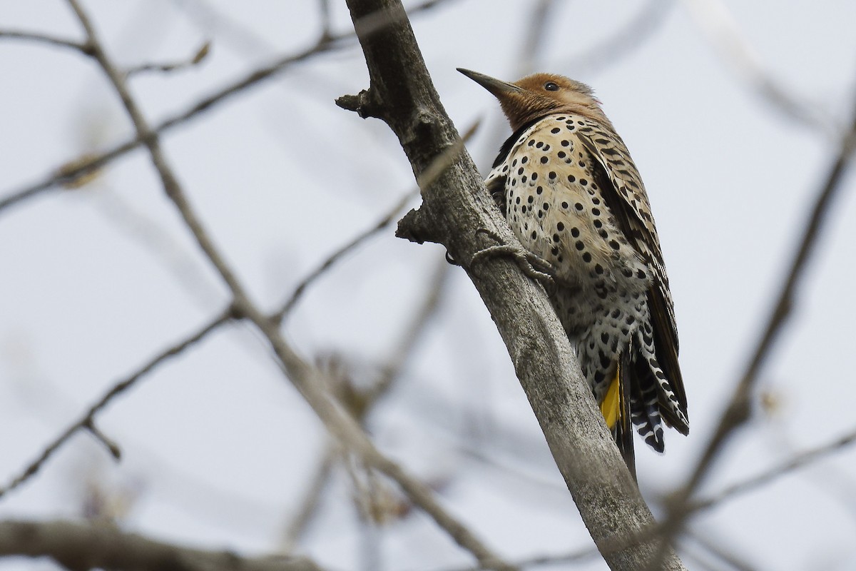 Northern Flicker - Michel Letendre