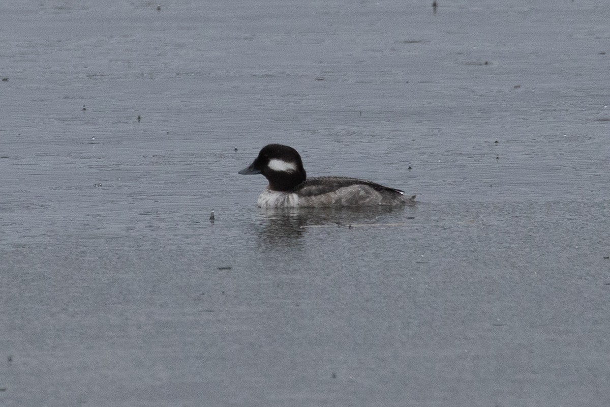 Bufflehead - ML618058069