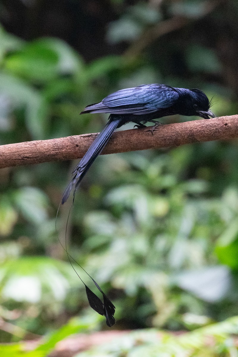 Greater Racket-tailed Drongo - Xiaoni Xu