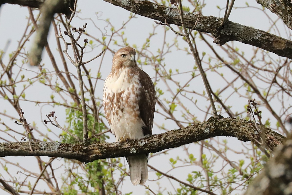 Red-tailed Hawk - Linda Widdop