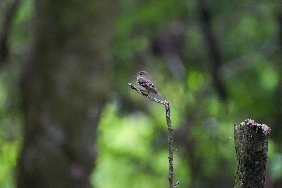 Acadian Flycatcher - ML618058084