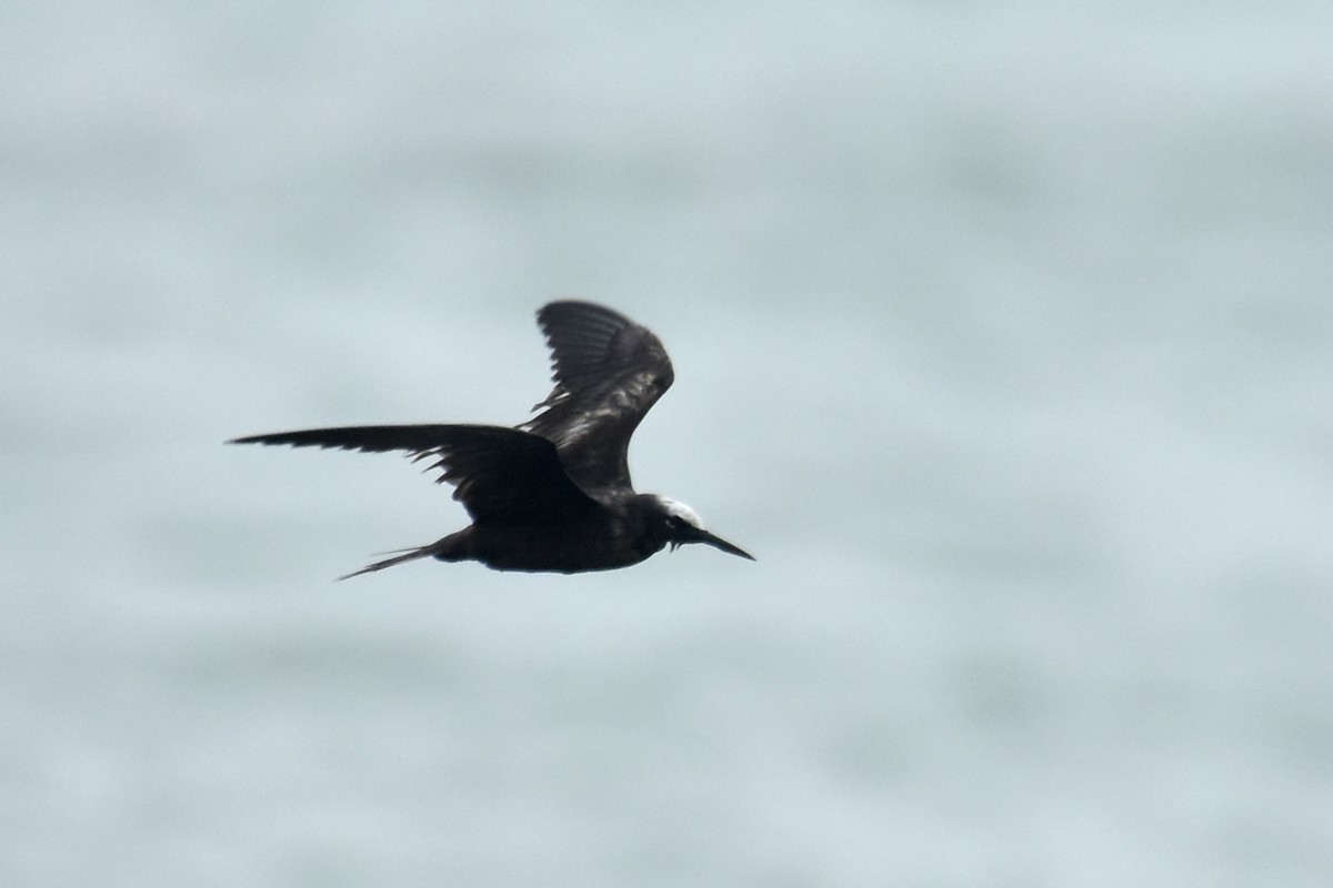 Black Noddy - Adam Wood