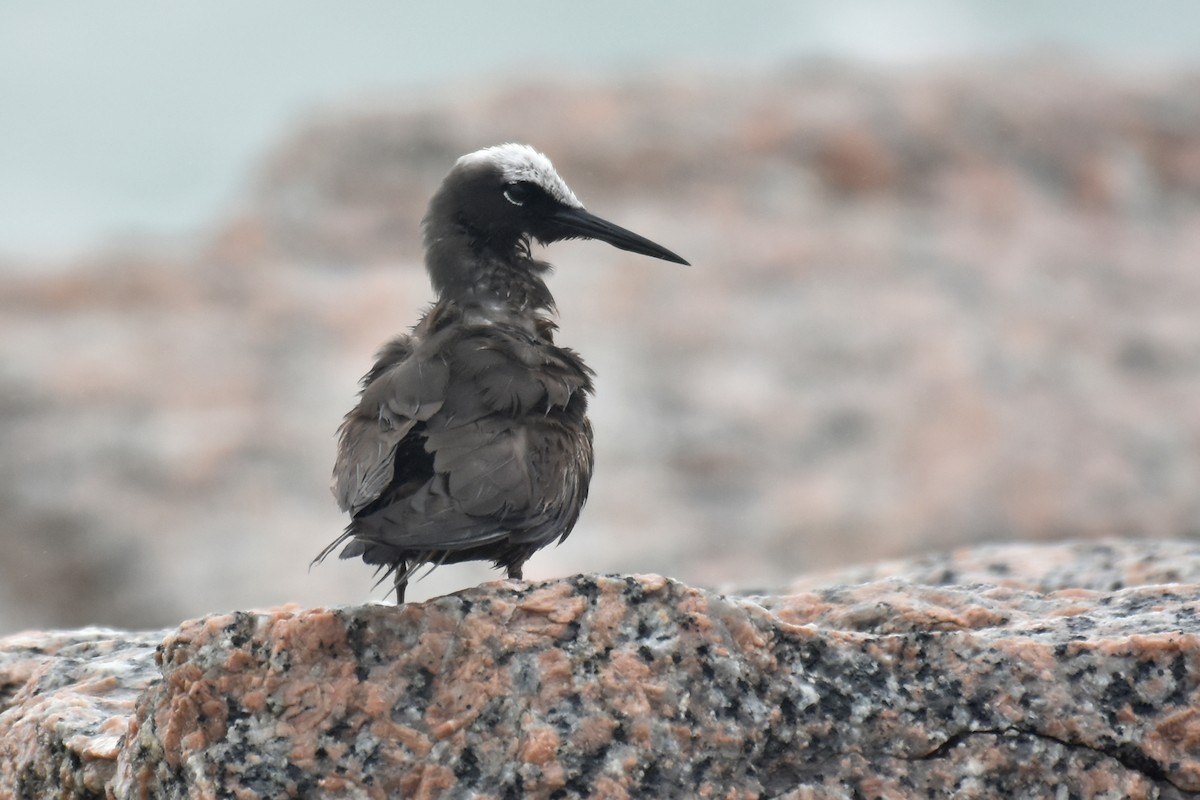 Black Noddy - ML618058093