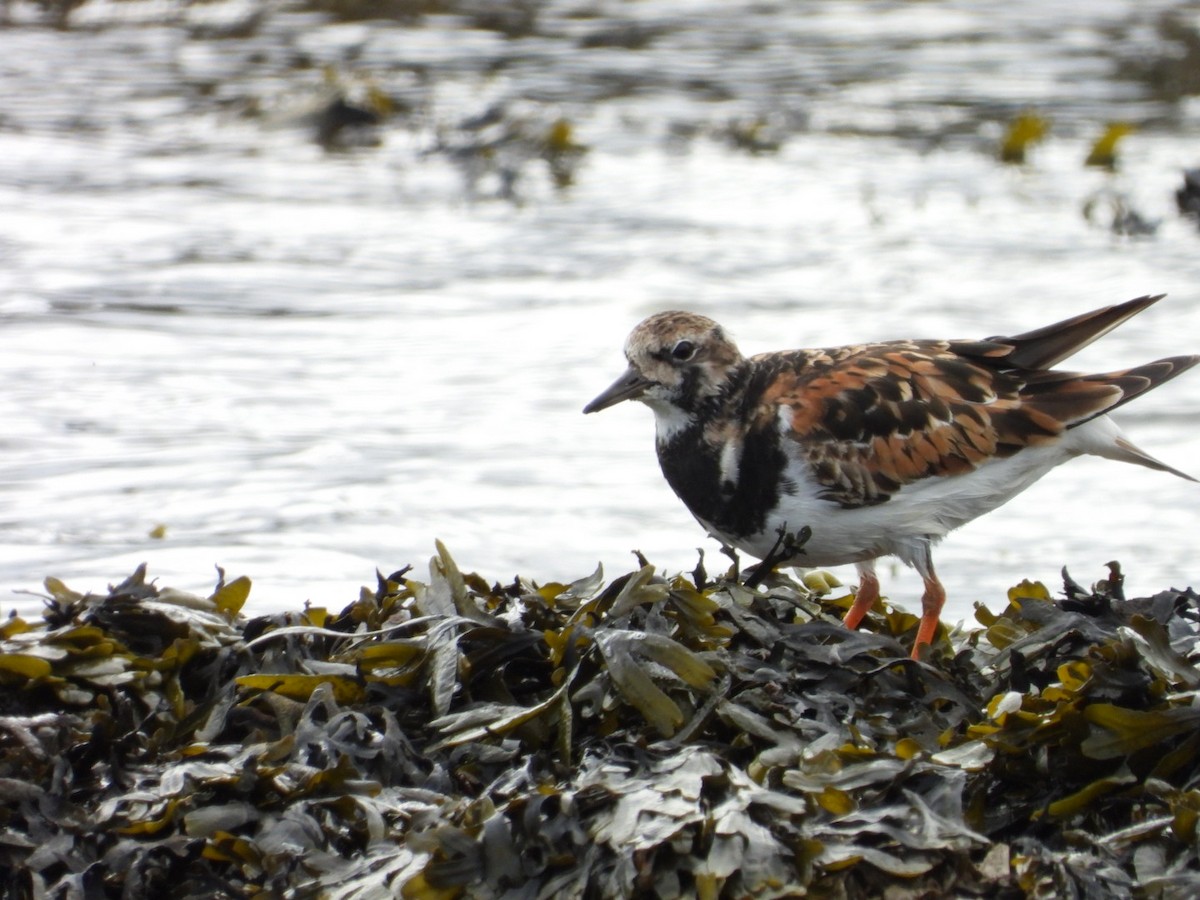 Ruddy Turnstone - ML618058100