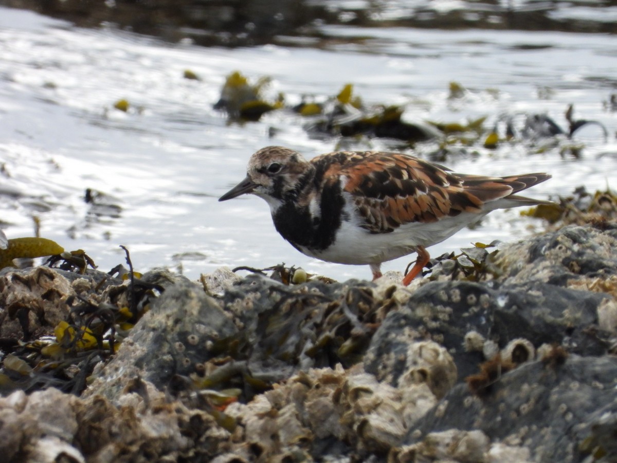 Ruddy Turnstone - ML618058101