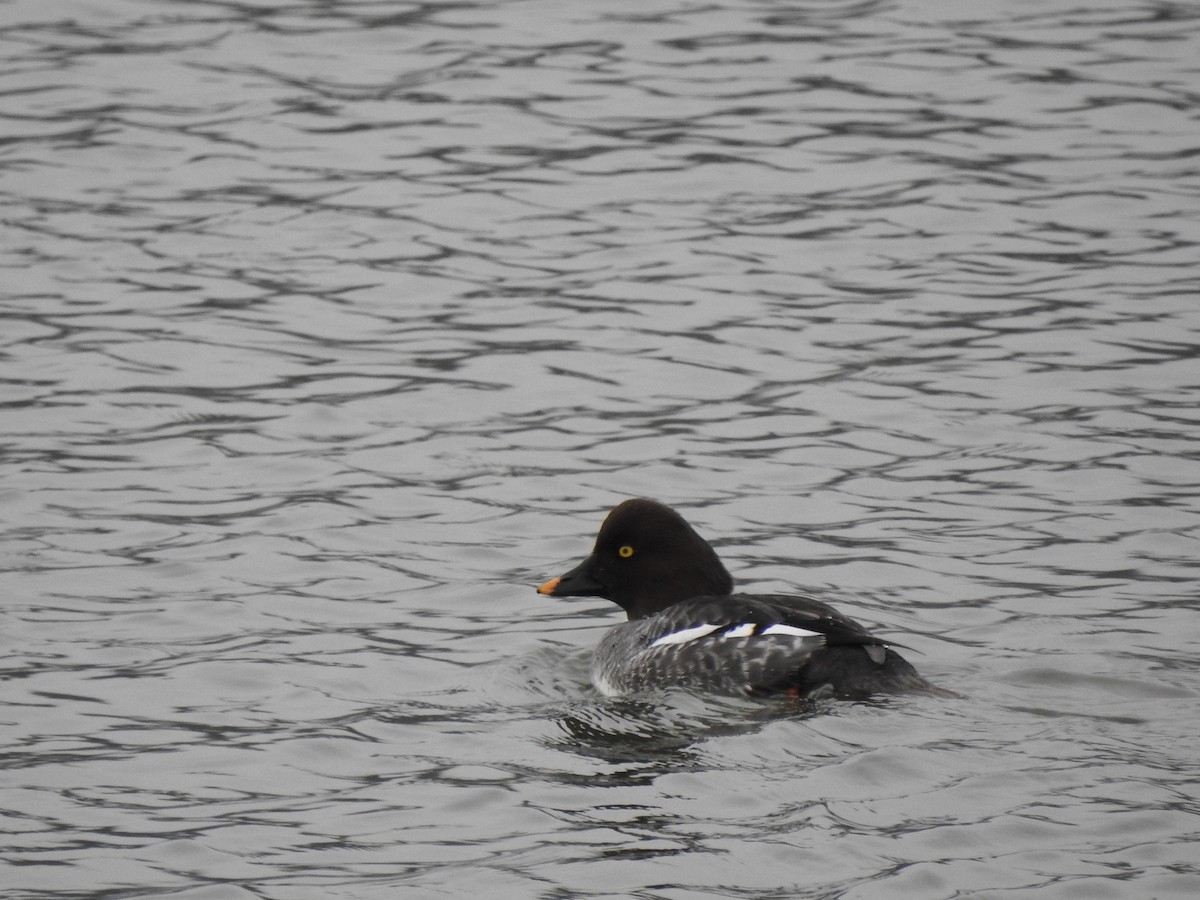 Common Goldeneye - Rebecca Carroll