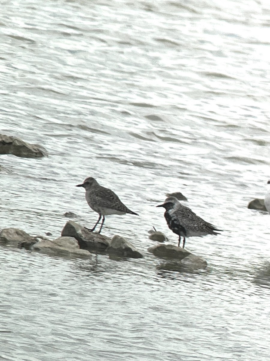 Black-bellied Plover - ML618058158