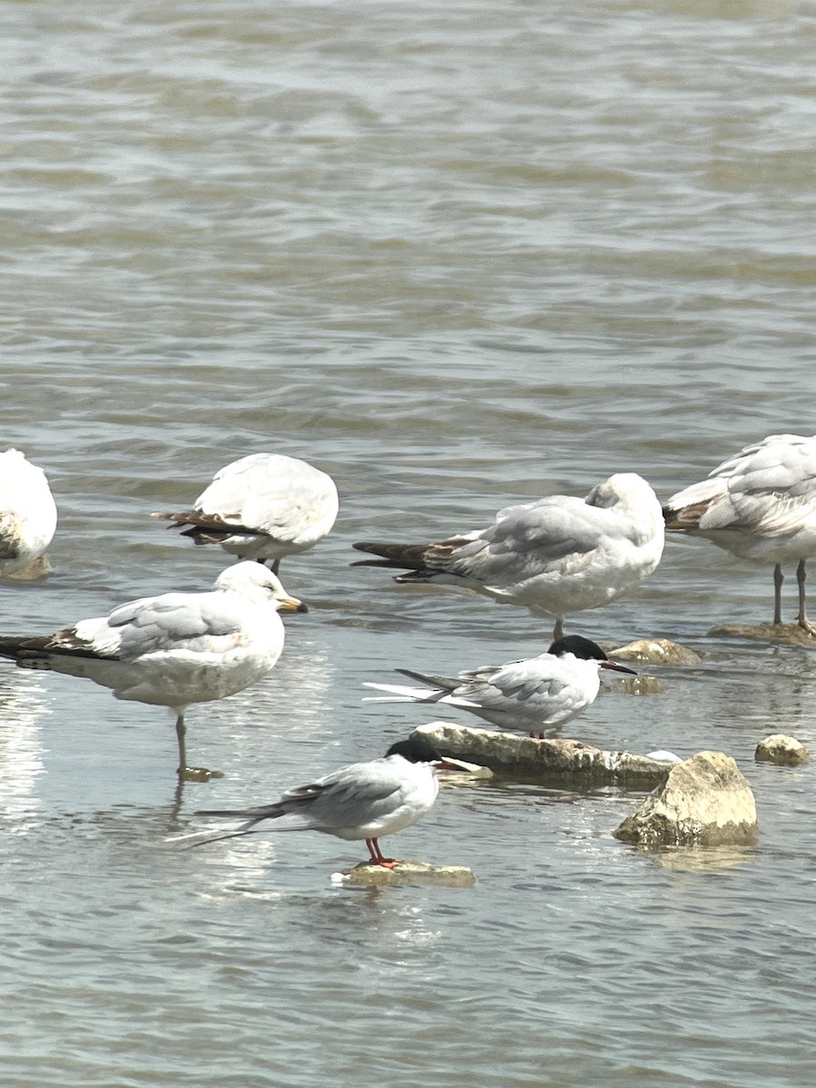 Forster's Tern - ML618058176