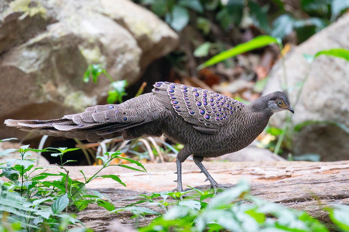 Gray Peacock-Pheasant - ML618058185