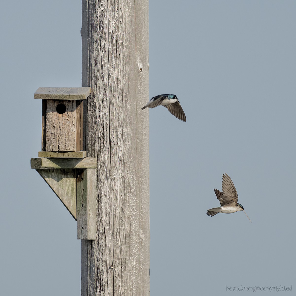 Tree Swallow - hoan luong