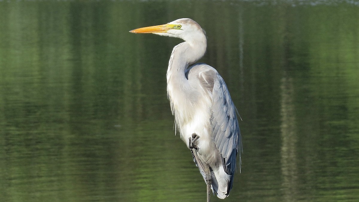 Great Egret x Cocoi Heron (hybrid) - Jose Valerio Gentil Escrig