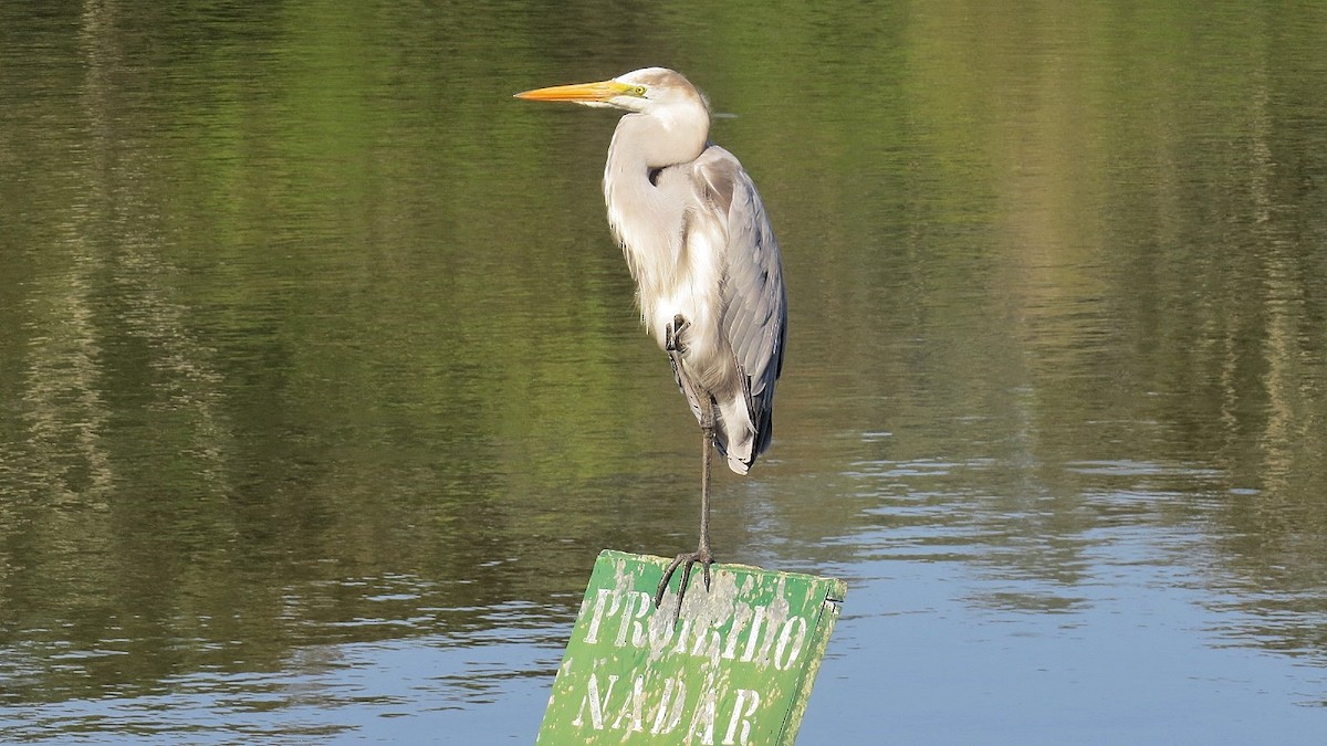 Great Egret x Cocoi Heron (hybrid) - Jose Valerio Gentil Escrig