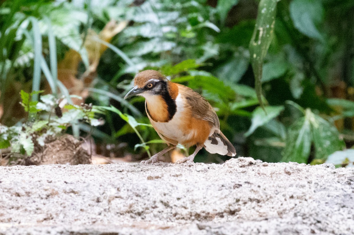 Lesser Necklaced Laughingthrush - ML618058220