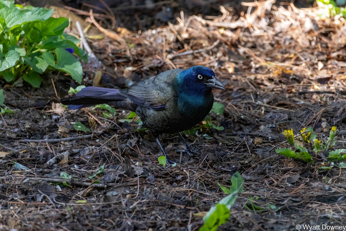 Common Grackle - Wyatt Downey