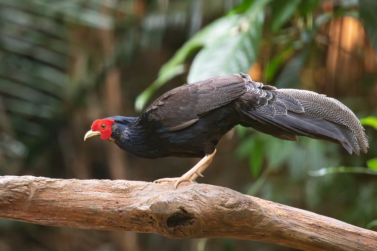 Kalij Pheasant - Xiaoni Xu