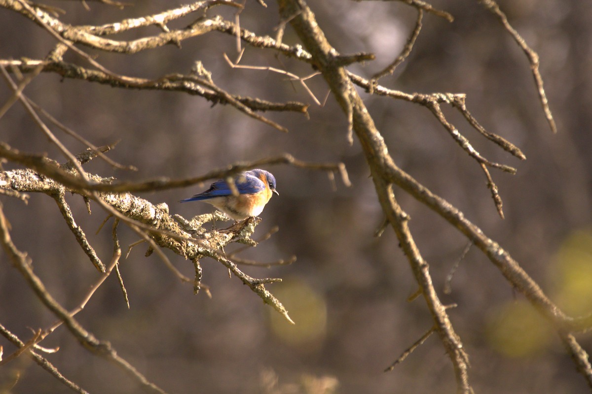 Eastern Bluebird - ML618058236