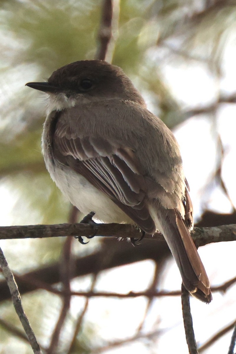 Eastern Phoebe - ML618058252