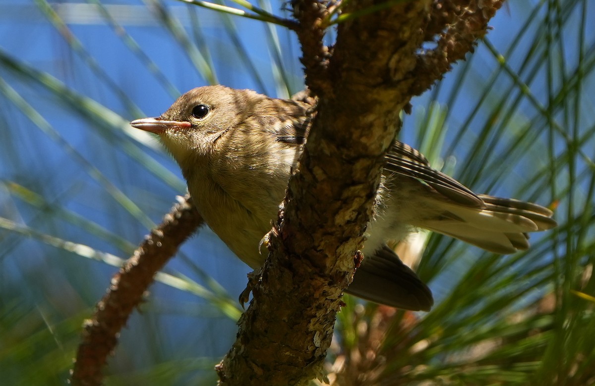 Pine Warbler - ML618058268