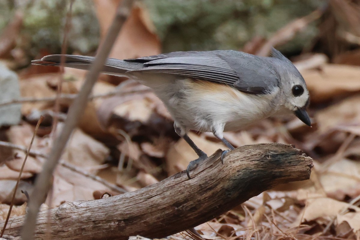 Tufted Titmouse - ML618058269