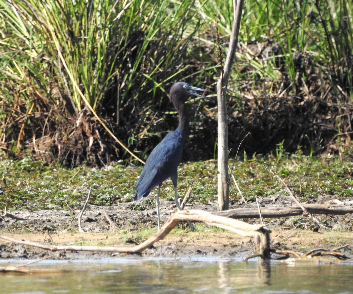 Little Blue Heron - José Benito