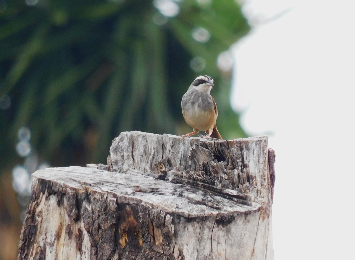 Stripe-headed Sparrow - Luis Manuel Gómez