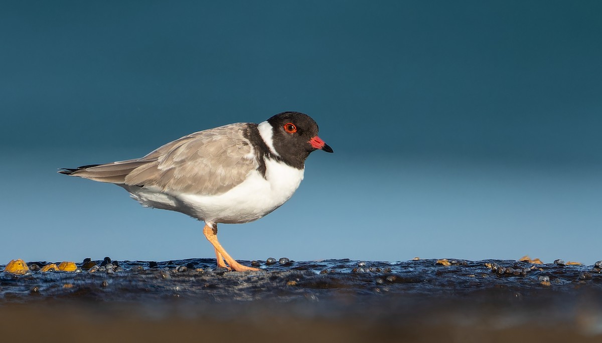 Hooded Plover - Martin Potter