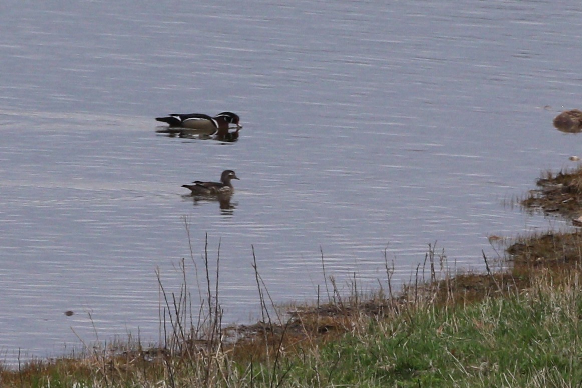 Canard branchu - ML618058385