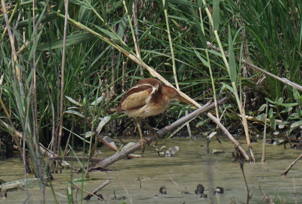 Least Bittern - ML618058396