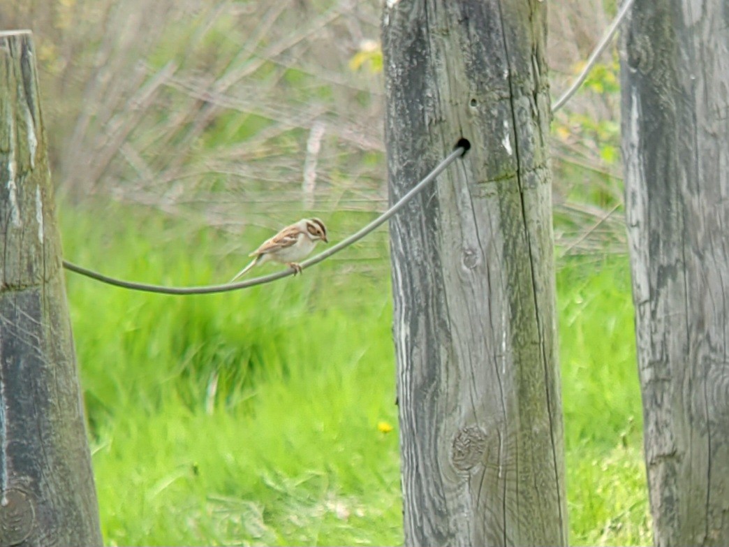 Clay-colored Sparrow - ML618058410
