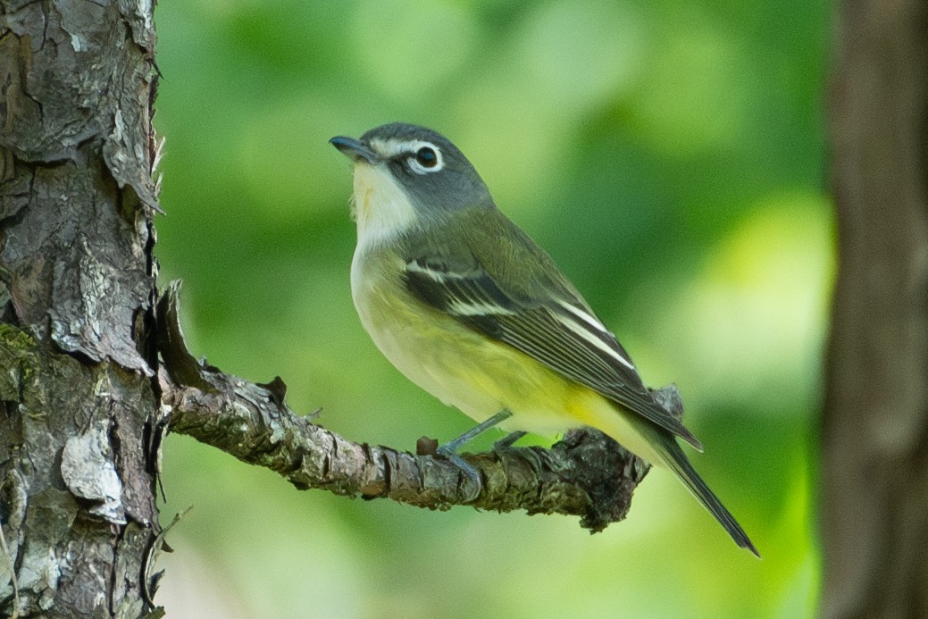 Blue-headed Vireo - ML618058430