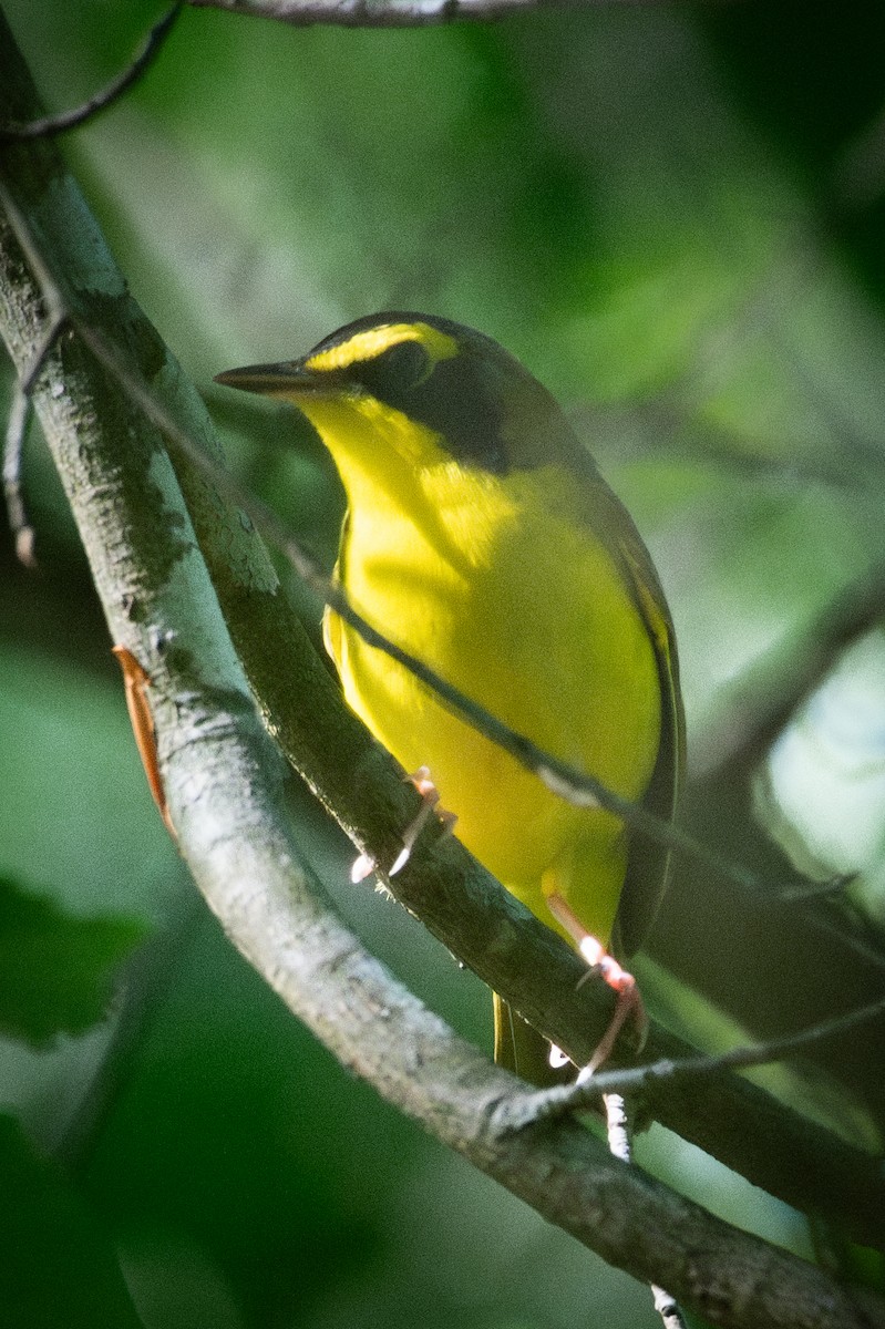 Kentucky Warbler - ML618058449