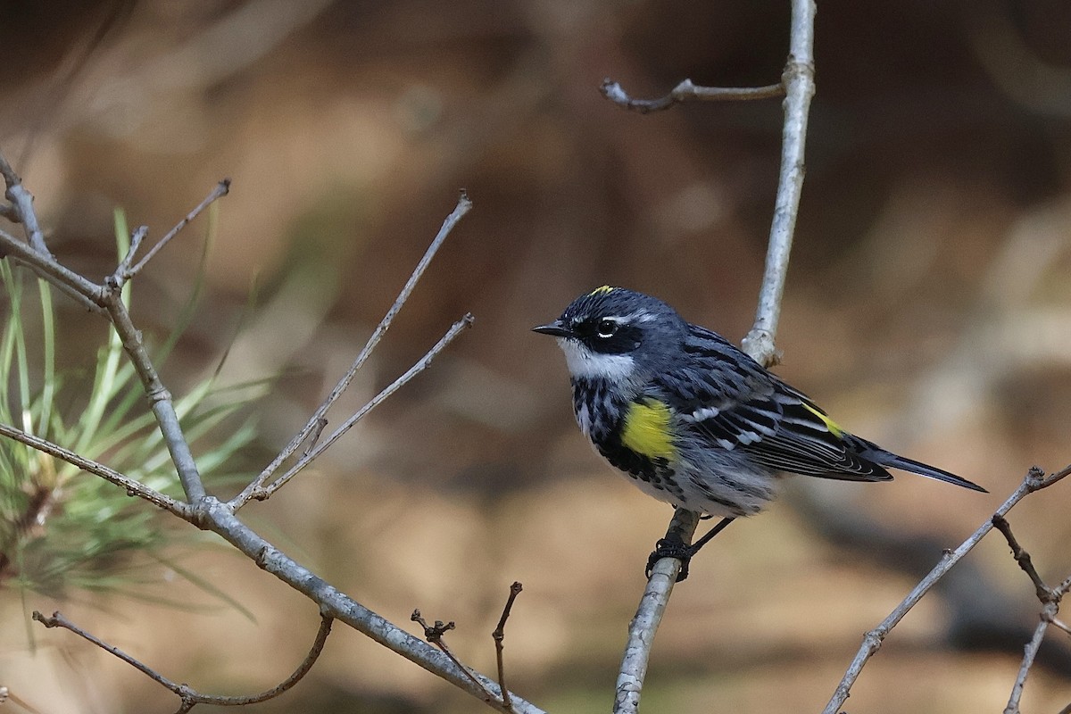 Yellow-rumped Warbler - Ethan Seufert