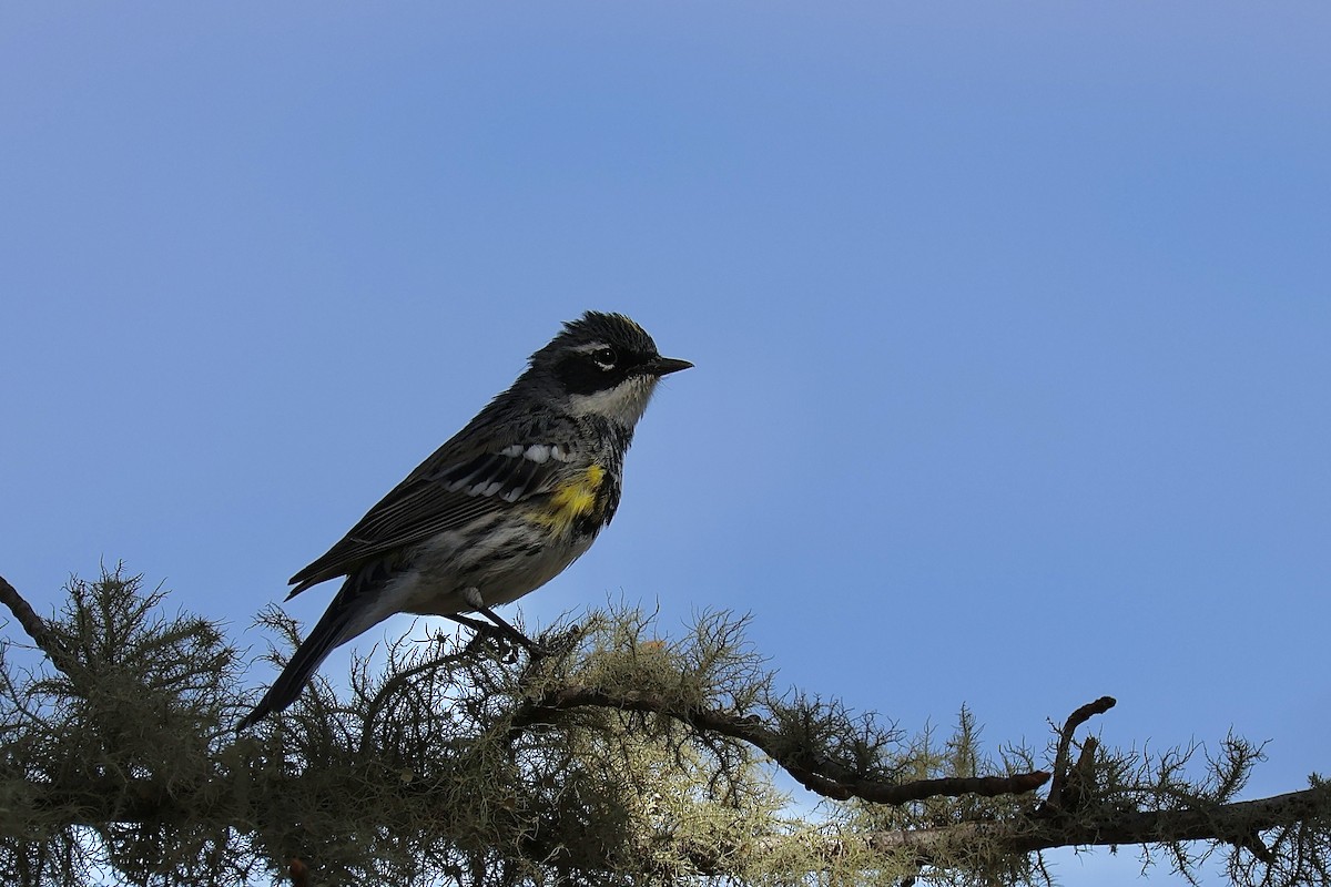 Yellow-rumped Warbler - Ethan Seufert