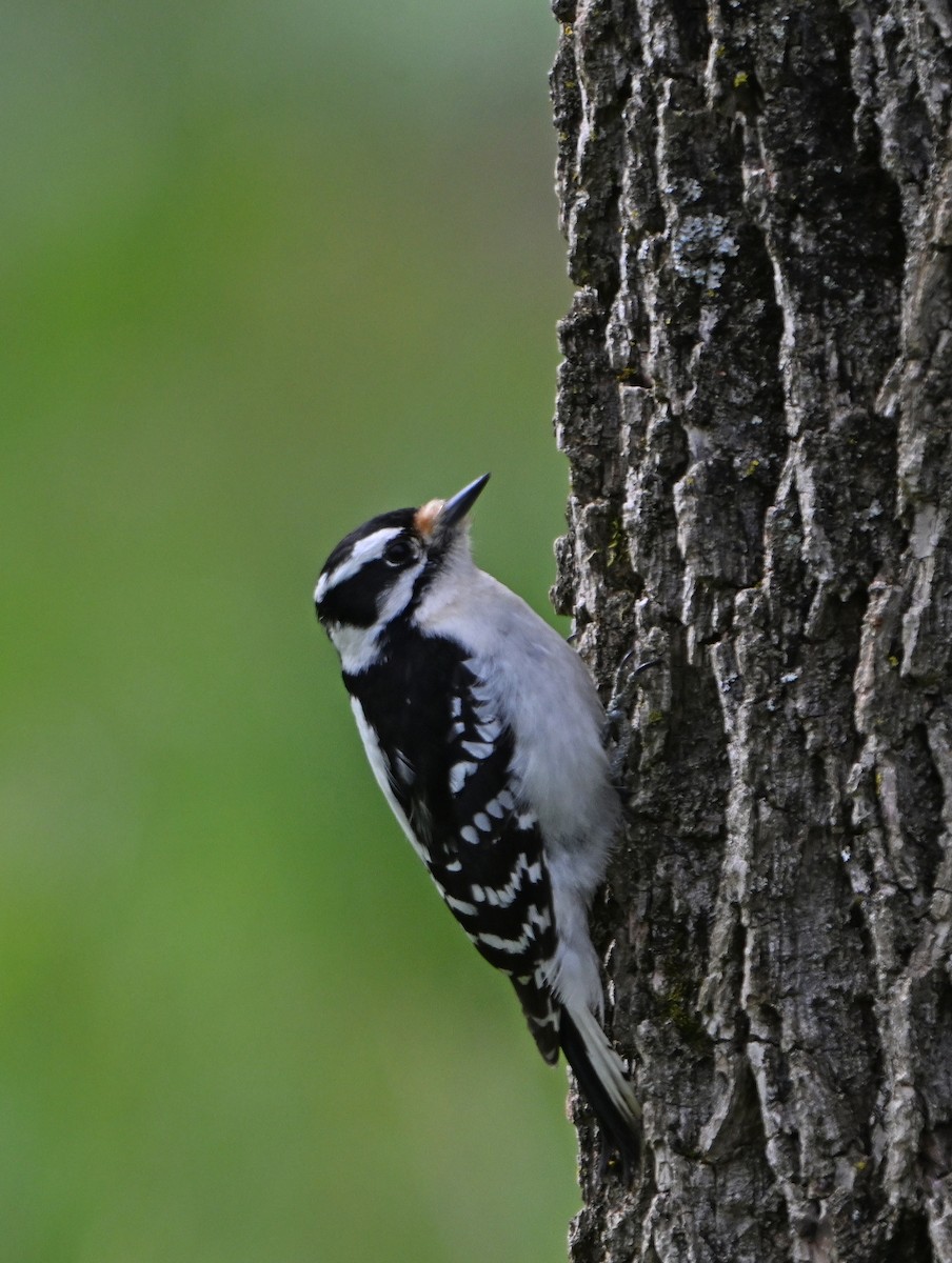 Downy Woodpecker - Paul Nale