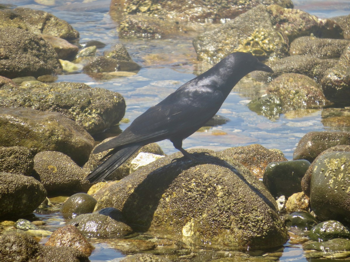 Sinaloa Crow - ML618058459