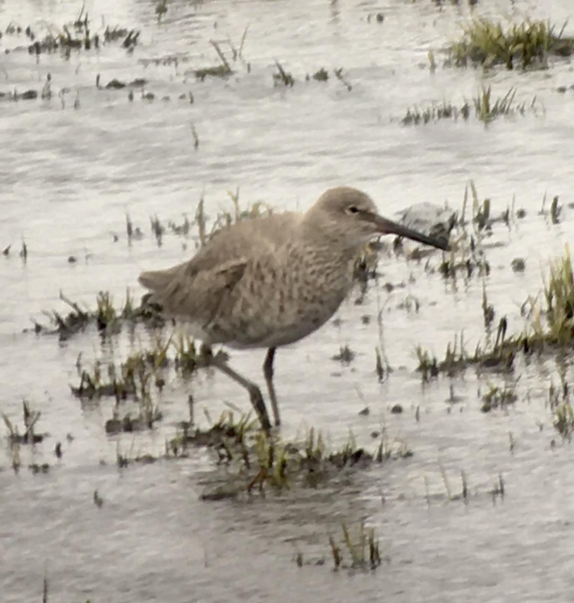 Willet - ML618058465