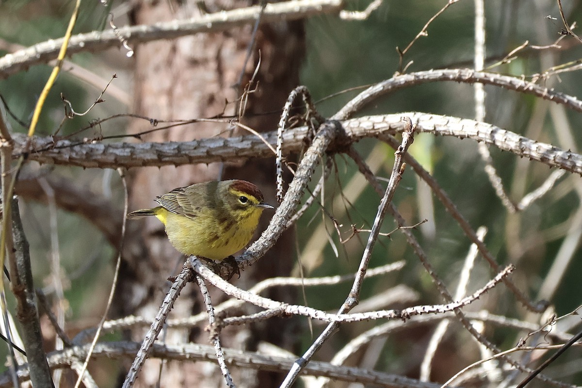 Palm Warbler - Ethan Seufert