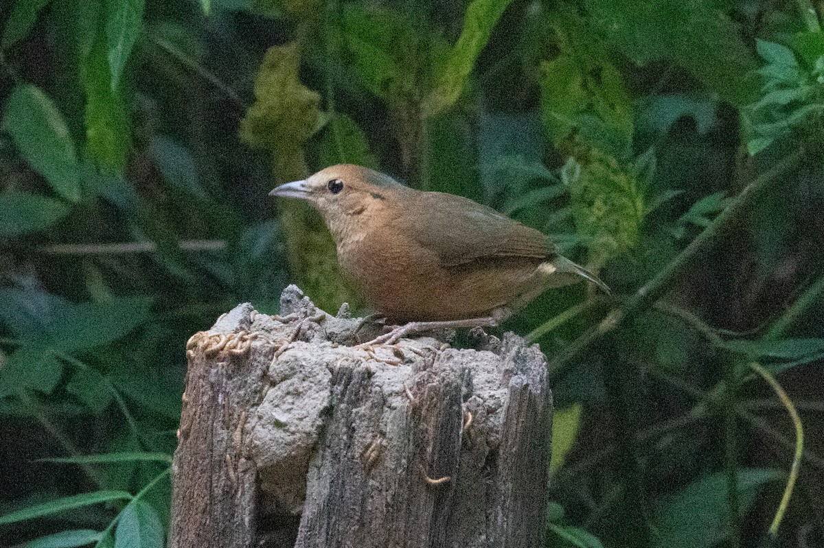 Blaunackenpitta - ML618058481