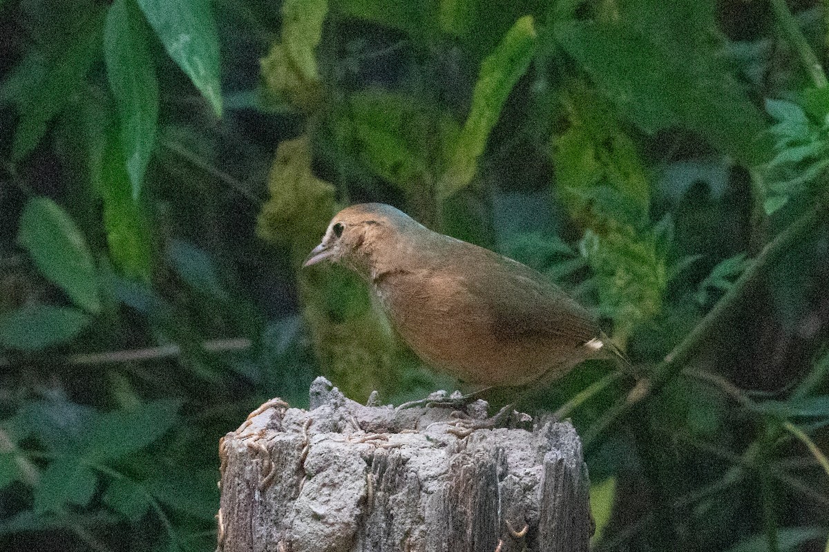 blånakkepitta - ML618058485