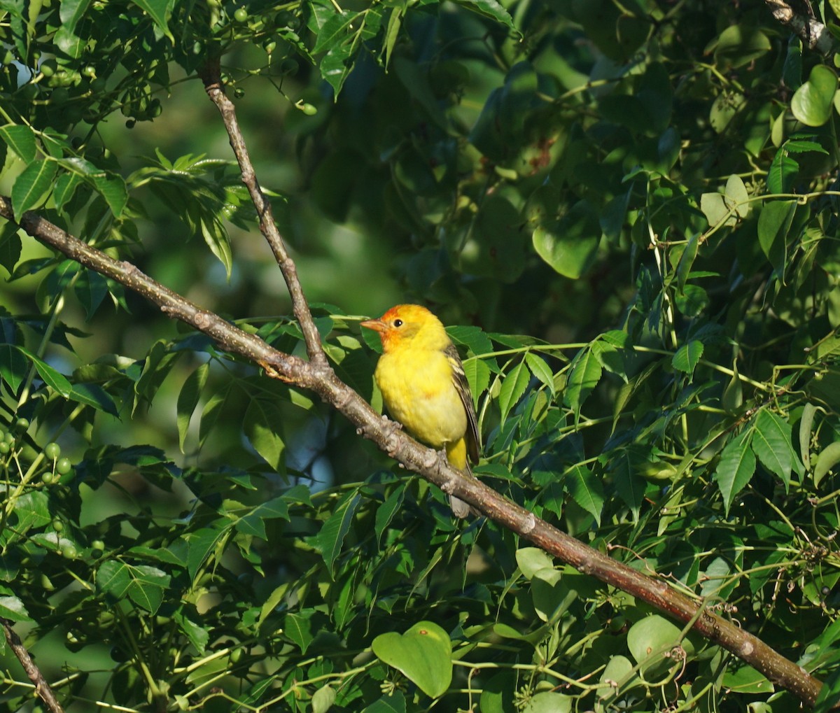 Western Tanager - ML618058521