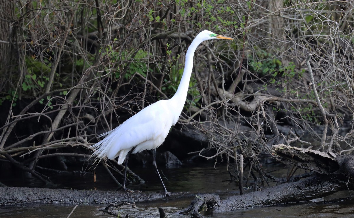 Great Egret - ML618058523